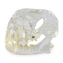 Modello dentale - Gatto