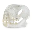 Set di tre modelli dentali: gatto (174095), cane (174096) e roditori (174091)