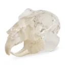 Modello dentale trasparente, roditori